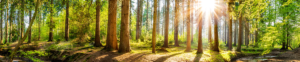 Forest Panorama with Sun