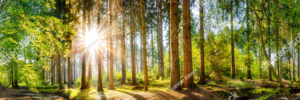 Forest Panorama with Sun